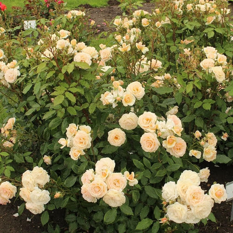 Cream rose bush with many blooms in a garden bed