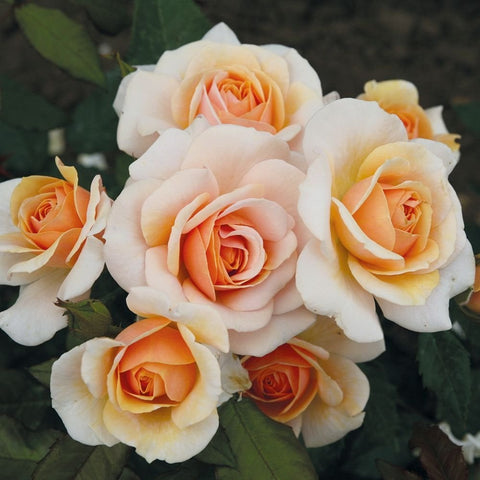 Peach and cream roses with green leaves, clustered bouquet