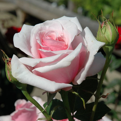 Light pink and white bush rose with closed bud on green stem