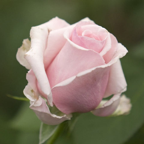 Soft pink bush rose bloom with layered petals and green stem
