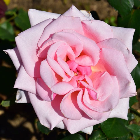 Pale pink bush rose bloom with bright pink center and layered petals
