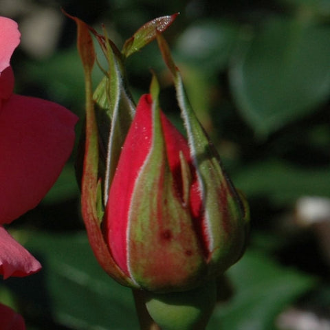 Rose buds on stems with green sepals and red-tinged tips