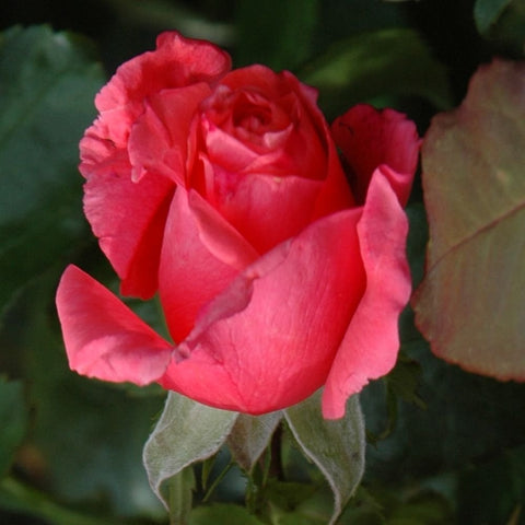 Red-pink rose flower with nearby bud and green leaf stems