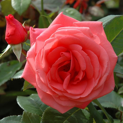Bright pink rose bloom with surrounding leaves and a small bud