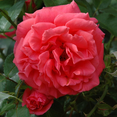 Pink double rose bloom with a second small flower and green foliage