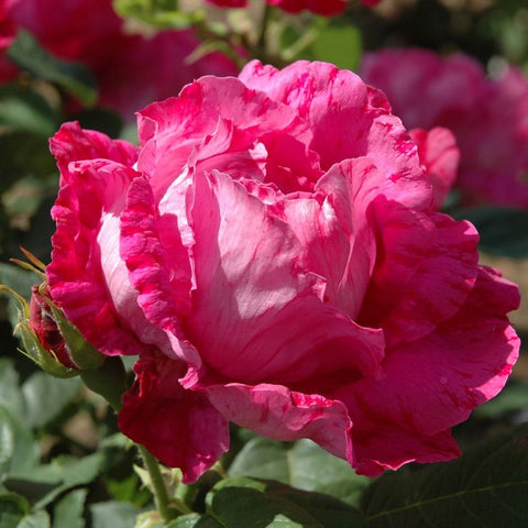 Pink and white ruffled rose bloom with layered petals and green leaves