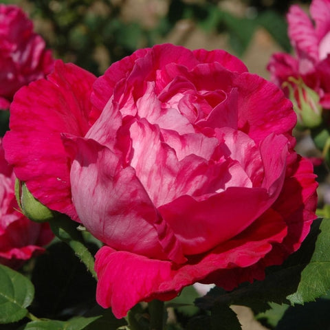 Deep pink and white ruffled rose bloom close-up with green foliage