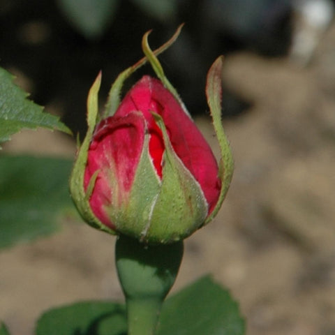 Red-pink rose bud on green stem with pointed leaves