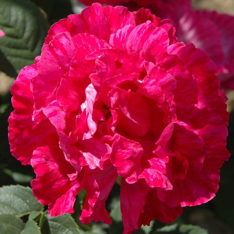 Bright pink ruffled rose bloom with layered petals and green leaves