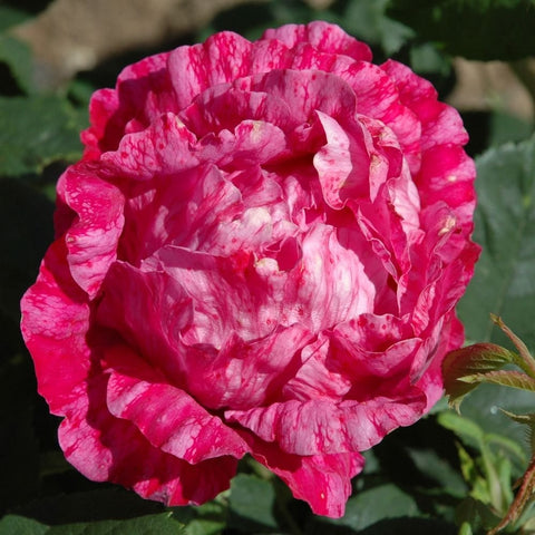 Pink and white ruffled rose bloom with spiraled petals and green leaves