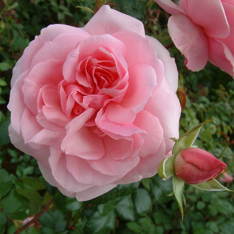 Pink rose bloom with layered petals and unopened buds, close-up on green leaves