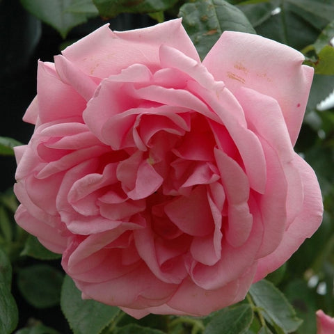 Soft pink rose blossom with ruffled layers and green leaves, close-up view