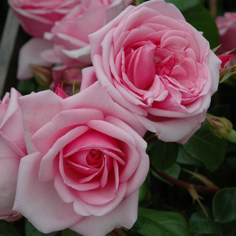 Two pink rose flowers with layered petals and green foliage, clustered close-up