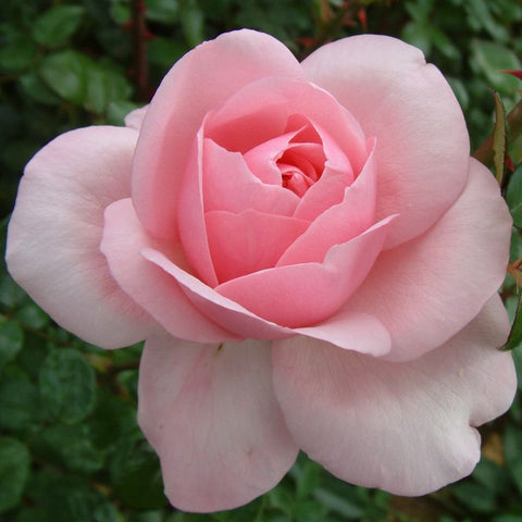 Pale pink rose flower with layered petals and green leaves, single blossom close-up