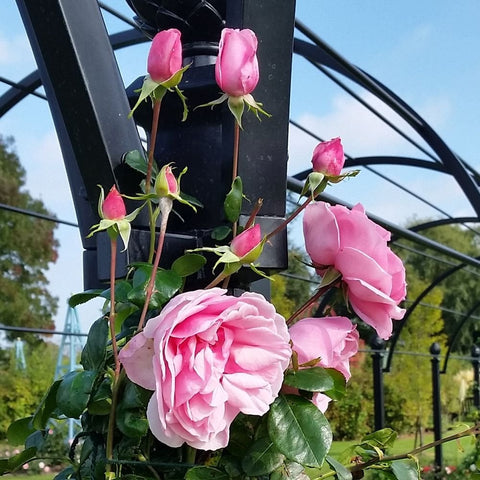 Climbing pink rose on metal trellis with buds and multiple blossoms, outdoor garden view