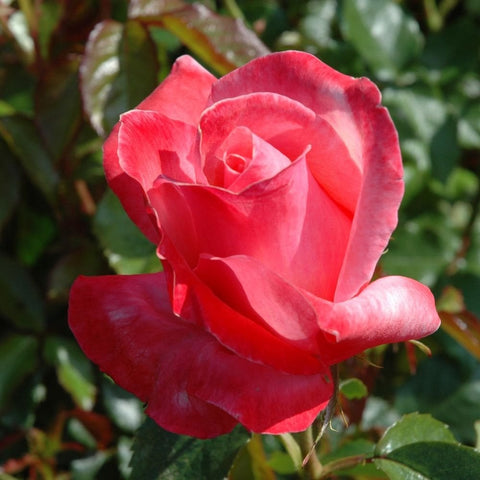 Pink-red rose bloom with ruffled petals and green leaf cluster, close-up