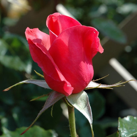 Single red rosebud on green stem with pointed leaves, side view close-up