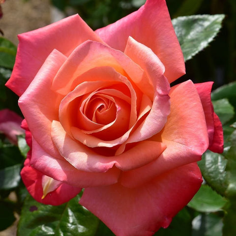 Large rose bloom with coral outer petals and pale peach center, front view