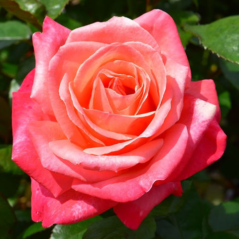 Bright pink rose bloom with peach-toned center and layered petals, close-up