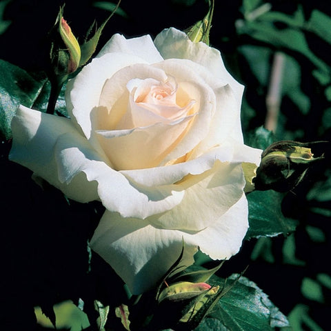White rose bloom with pale peach center and green leaves, close-up