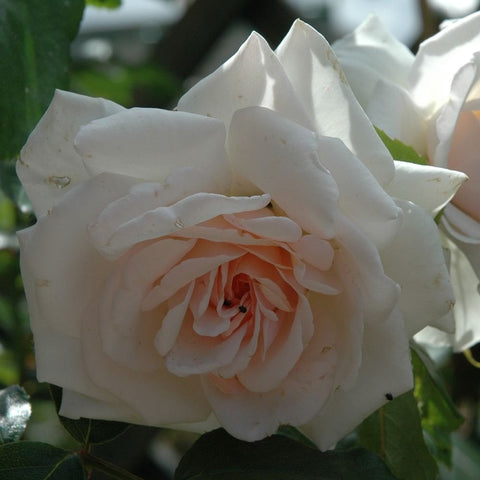 White rose bloom showing layered petals and pale peach center, close-up