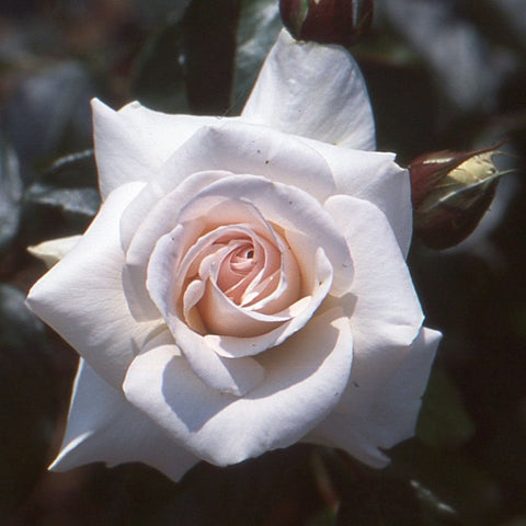 White rose flower with pale peach center and pointed petals, close-up