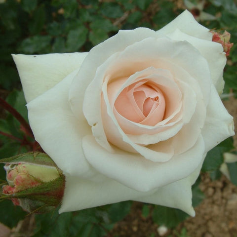 White rose bloom with pale peach center surrounded by green foliage