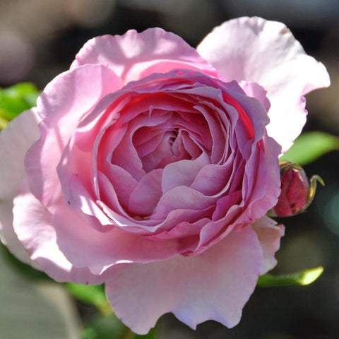 Pink rose bloom with layered petals, red-tinted center and green leaves around