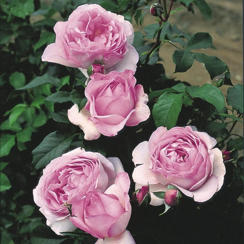 Cluster of light pink rose blossoms with layered petals and green foliage