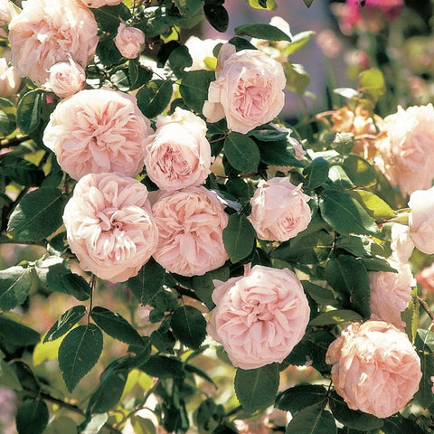 Light pink double rose blossoms with green leaves on a flowering rose plant