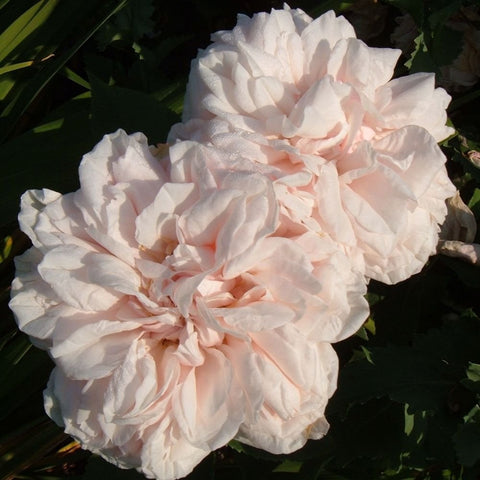 Climbing rose with pale pink double flowers and cream centers, clustered on green leaves