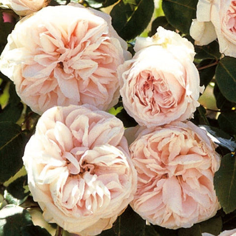 Climbing rose close-up of pale pink double blooms with green leaves