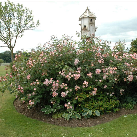 Pink-flowering rose shrub in a landscaped garden bed with rounded mound