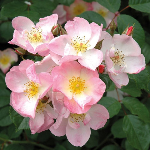 Close-up of pink rose blossoms with yellow centers and green leaves