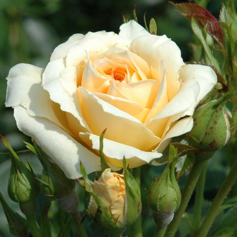 Light yellow rose bloom with green buds and leafy stems