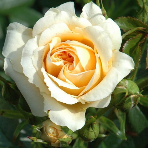Creamy white and yellow rose flower with layered petals