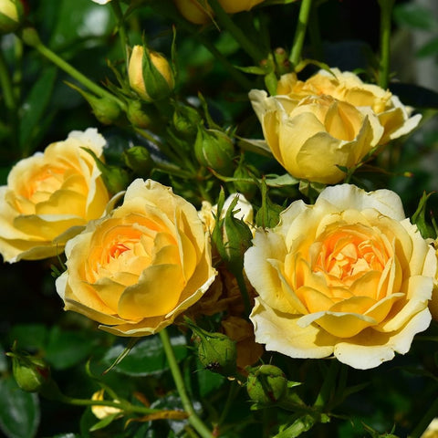 Yellow rose blooms with green buds and stems