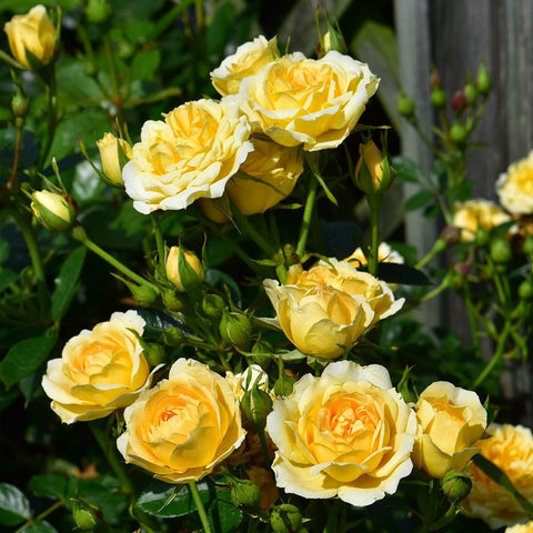 Cluster of yellow roses and closed buds on green stems
