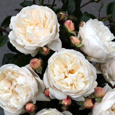 Cluster of cream-white rose flowers with pink buds on green stems
