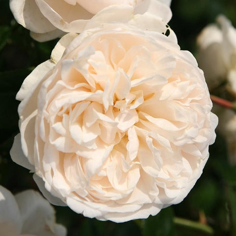 Cream-white rose bloom with soft peach center and frilled layered petals