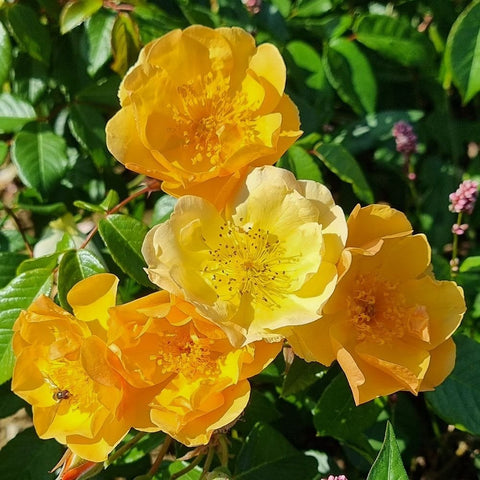 Yellow rose blooms with layered petals and green foliage