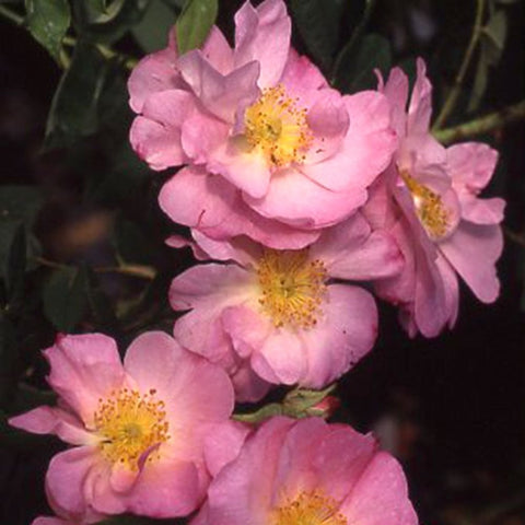 Bare root pink rose plant with clustered light-pink flowers and yellow centers