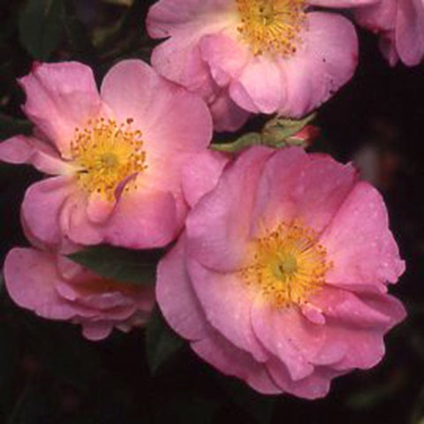 Bare root pink rose plant with several light-pink blooms and yellow centers