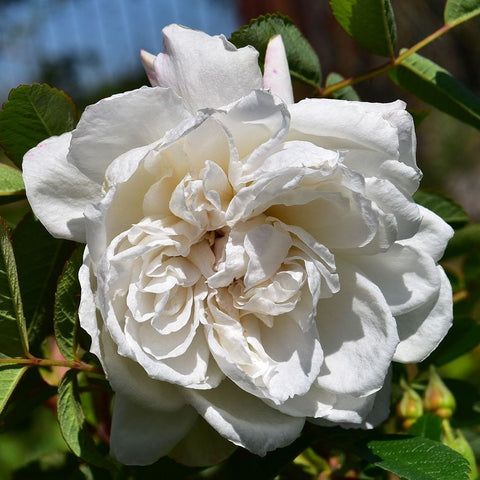 Snowdon white rose flower with ruffled layered petals and surrounding leaves