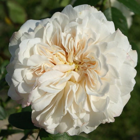 Sombreuil white-cream double rose blossom with layered petals