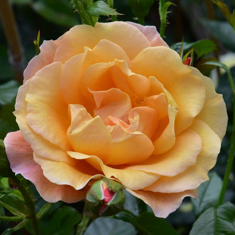 Apricot peach rose bloom with layered petals and green buds on stems