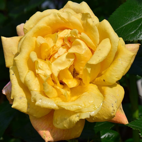 Yellow-gold rose flower close-up with ruffled petals and green leaves