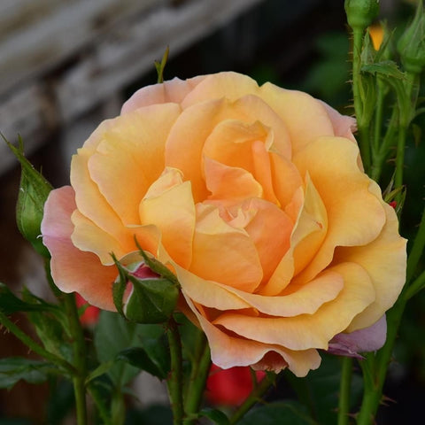 Pale apricot rose bloom with layered petals and green bud on stem