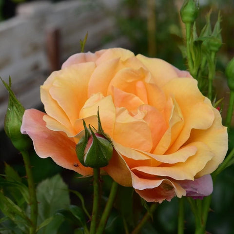 Soft apricot rose flower with layered petals and nearby green buds on stems