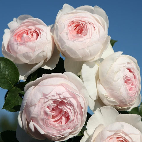 Pale pink and white rose blooms with layered petals and green leaves, close-up